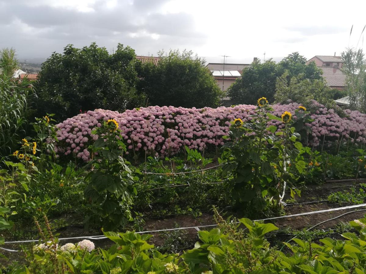 Affitta Camere Casa Delle Rose Villanova Monteleone ภายนอก รูปภาพ